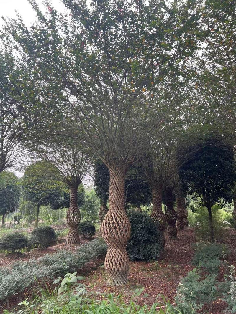 紫薇花瓶造型景观植物绿植编艺公园庭院绿植工程绿化苗