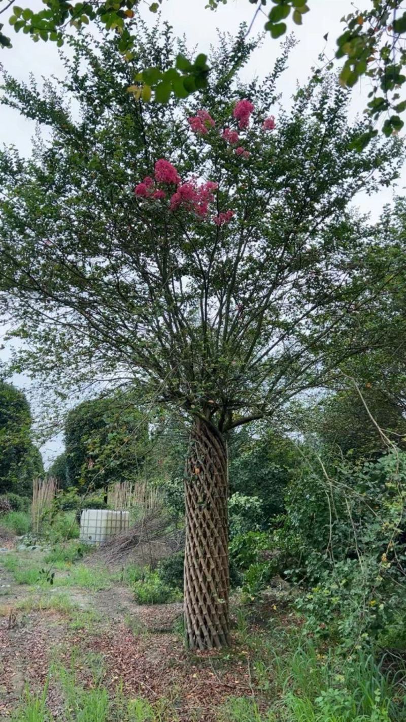 紫薇花瓶造型景观植物绿植编艺公园庭院绿植工程绿化苗