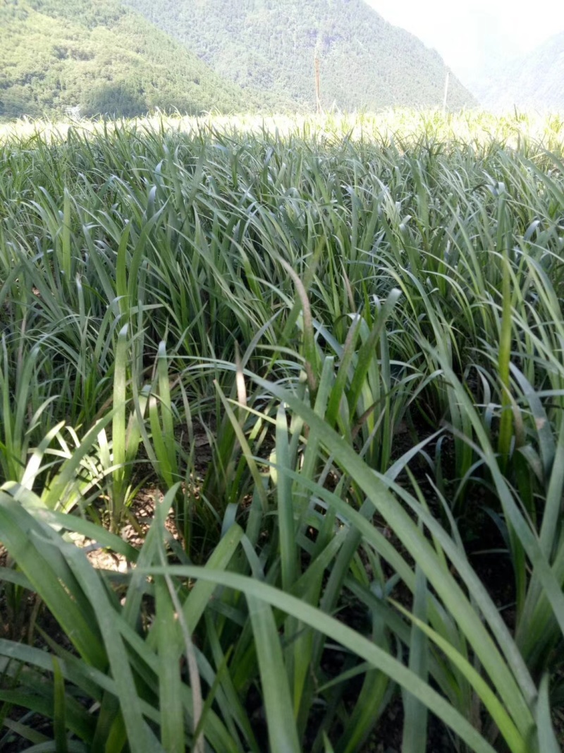 石菖蒲种苗大叶红心大别山品种基地直发