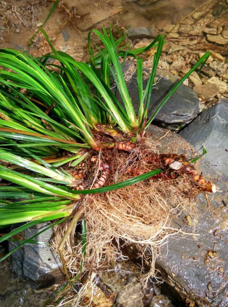 石菖蒲种苗大叶红心大别山品种基地直发