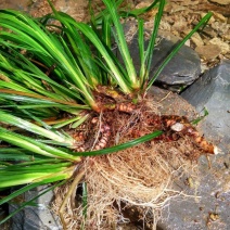 石菖蒲种苗大叶红心大别山品种基地直发