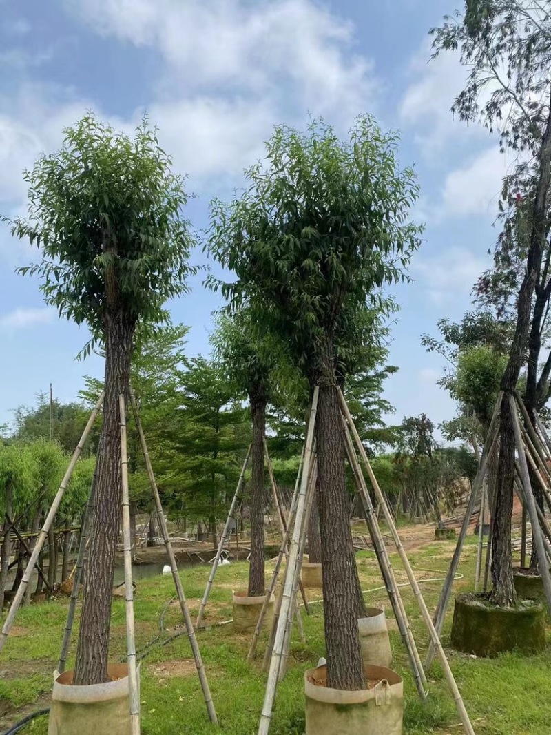 垂柳基地直销规格齐全欢迎老板来电咨询合作