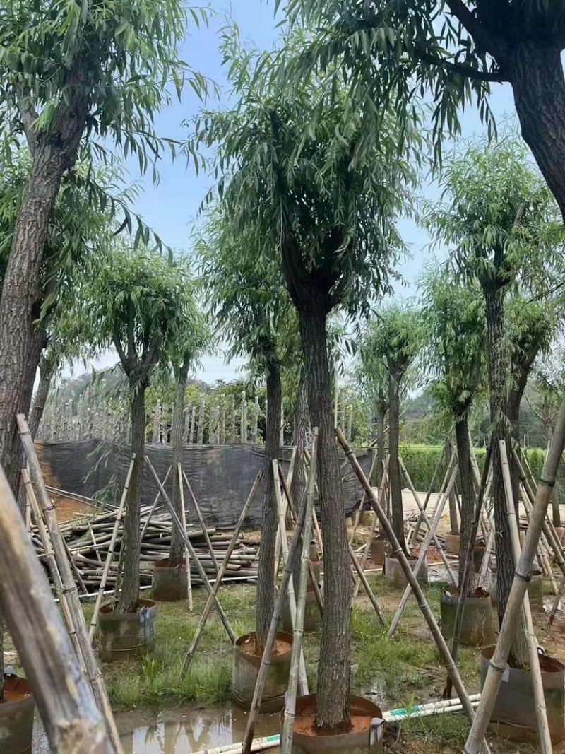 垂柳基地直销规格齐全欢迎老板来电咨询合作