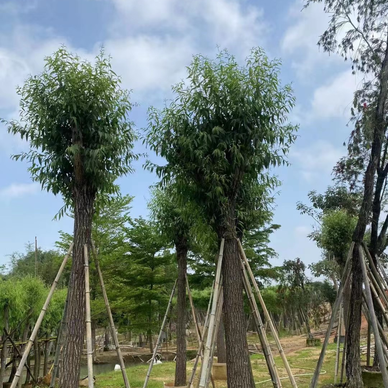 垂柳基地直销规格齐全欢迎老板来电咨询合作