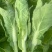精品白菜苔日供万斤品质保障价格美可视频看货