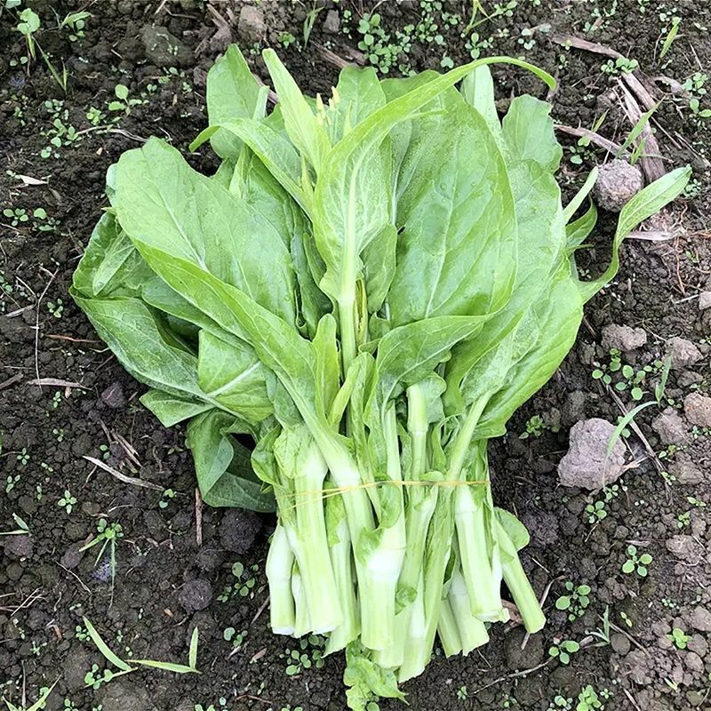 精品白菜苔日供万斤品质保障价格美可视频看货