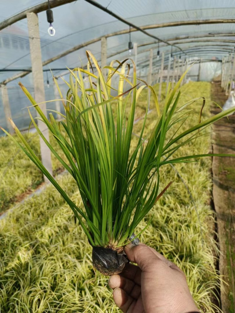 金叶石菖蒲