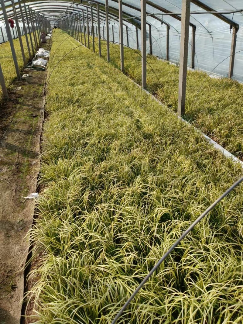 金叶石菖蒲