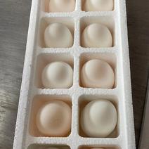 盒装鹅蛋常年稳定供货可对接各种市场品质保证
