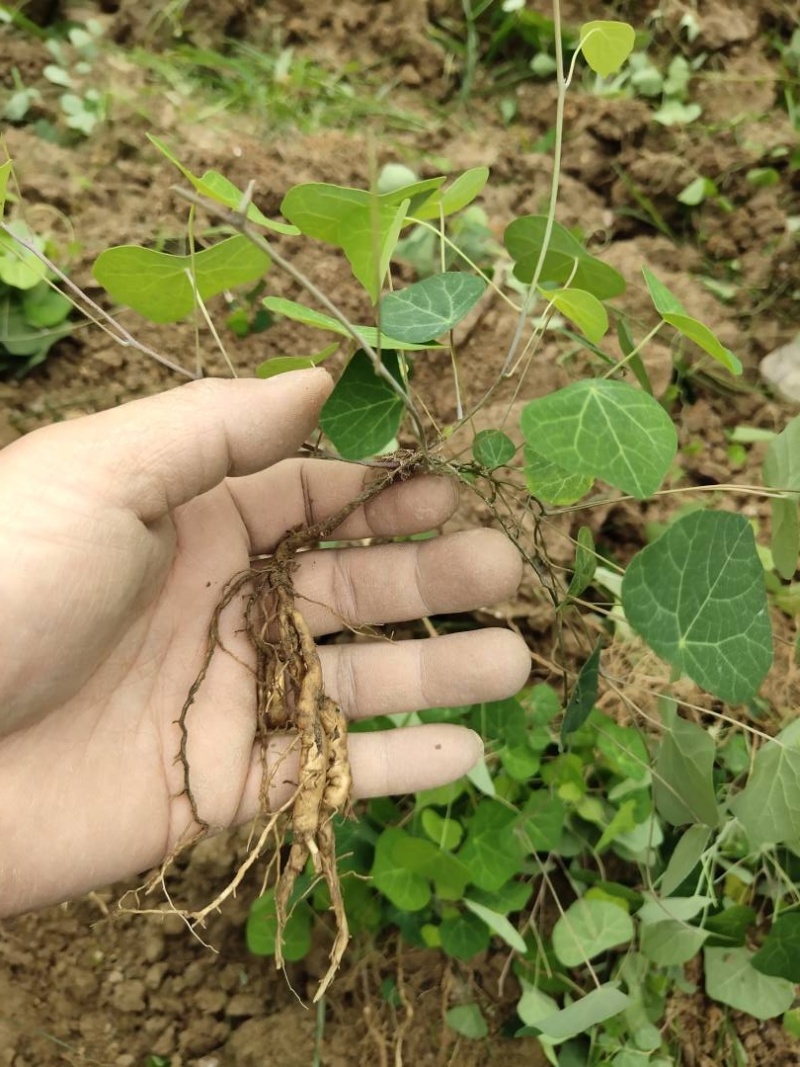 粉防己苗3年露天驯化苗，产量含量有保障