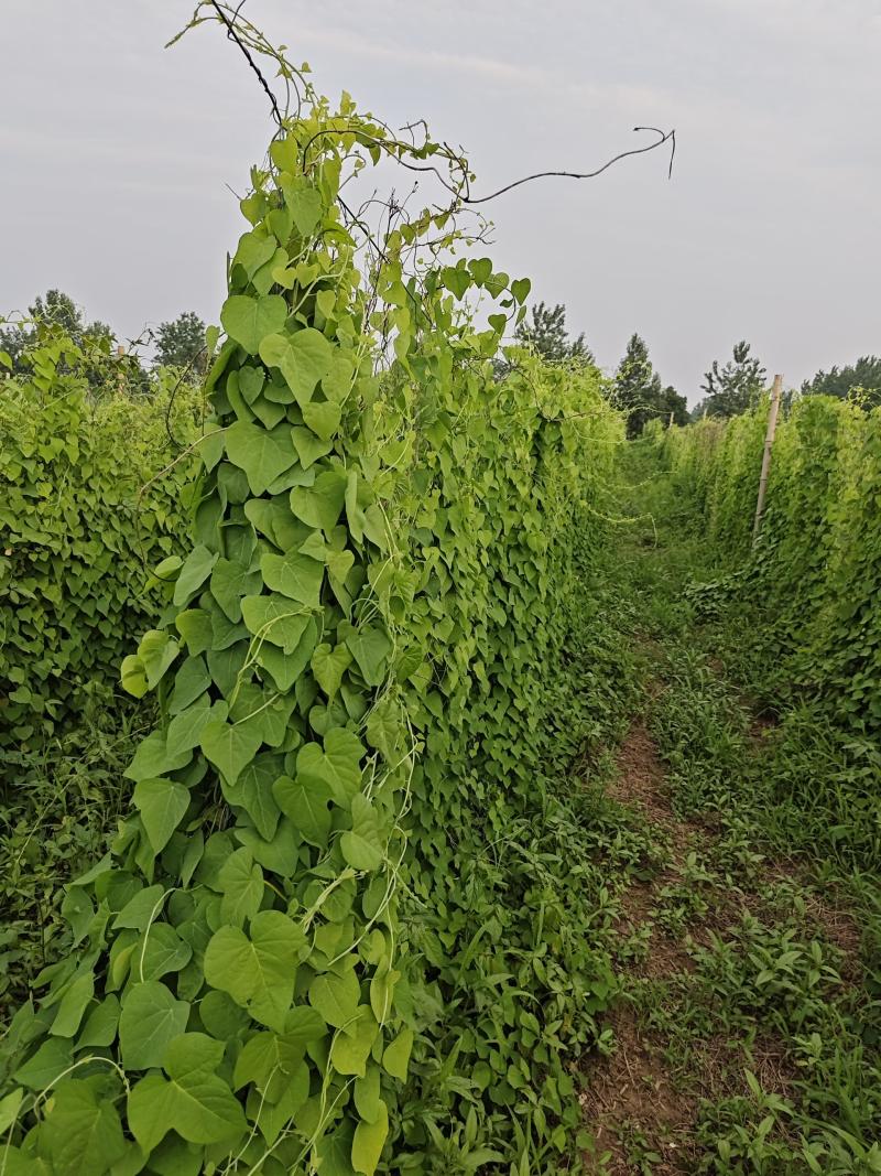 粉防己苗3年露天驯化苗，产量含量有保障