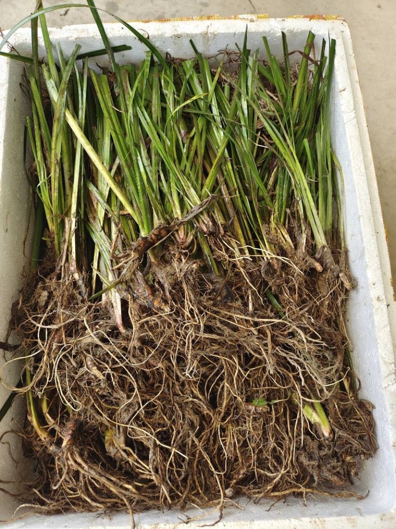 石菖蒲苗大叶红心石菖蒲（大别山品种）。含量高