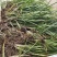 石菖蒲苗大叶红心石菖蒲（大别山品种）。含量高