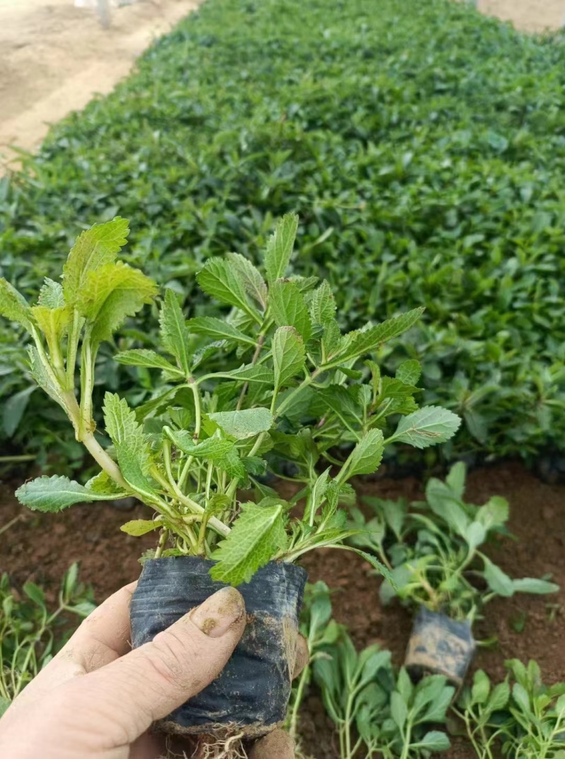 马鞭草