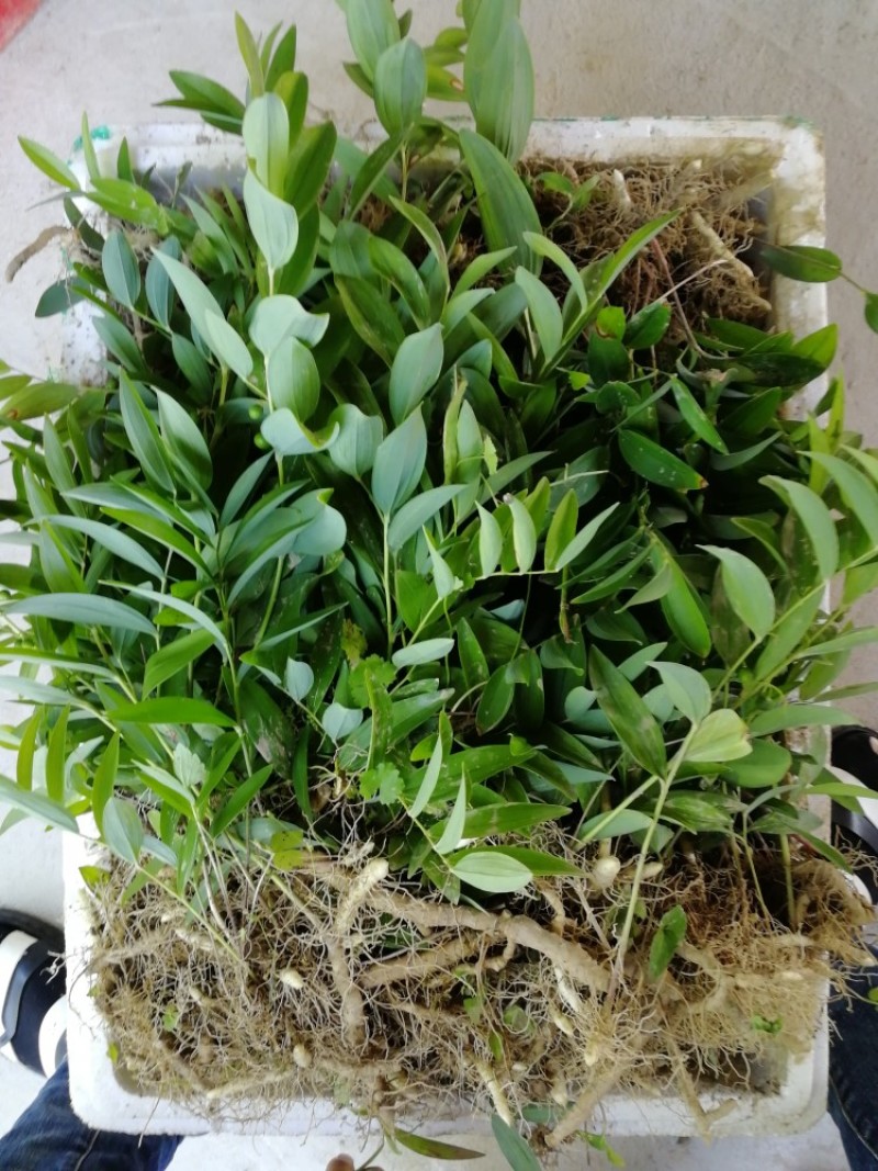 玉竹苗南玉竹，3年露天驯化苗，产量含量有保障
