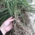 麦冬种苗大麦冬，3年露天驯化苗，产量含量高
