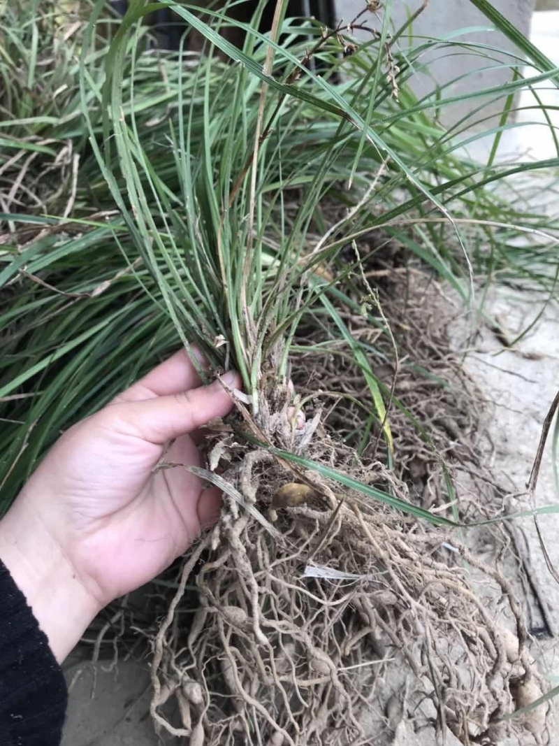 麦冬种苗大麦冬，3年露天驯化苗，产量含量高