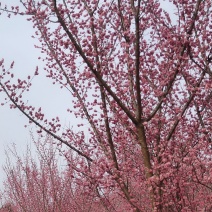 红梅低分枝梅花树基地批发各种梅花规格齐全土球发货