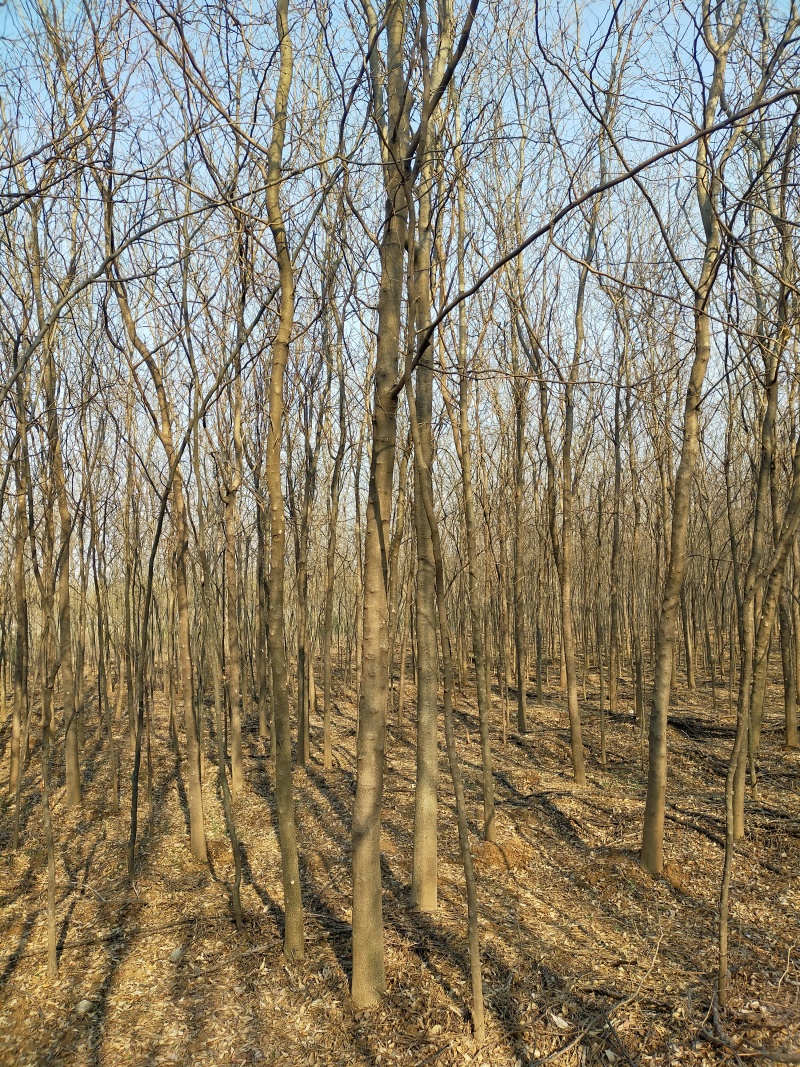 皂角树（4-20公分）