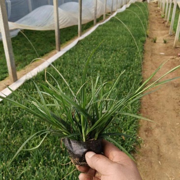 崂峪苔草