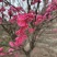 红梅低分枝梅花树基地批发各种梅花规格齐全土球发货