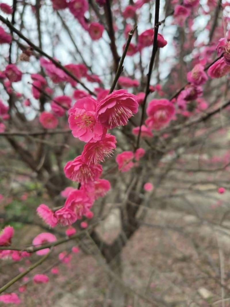红梅低分枝梅花树基地批发各种梅花规格齐全土球发货