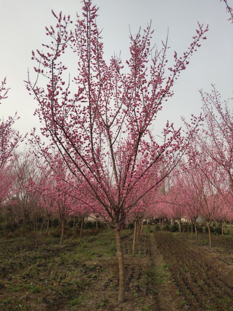 红梅低分枝梅花树基地批发各种梅花规格齐全土球发货