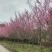 红梅低分枝梅花树基地批发各种梅花规格齐全土球发货