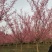 红梅低分枝梅花树基地批发各种梅花规格齐全土球发货