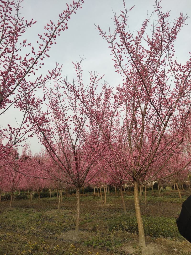 红梅低分枝梅花树基地批发各种梅花规格齐全土球发货