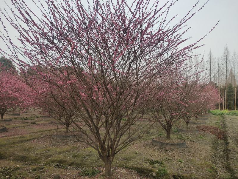 红梅低分枝梅花树基地批发各种梅花规格齐全土球发货