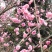 红梅低分枝梅花树基地批发各种梅花规格齐全土球发货