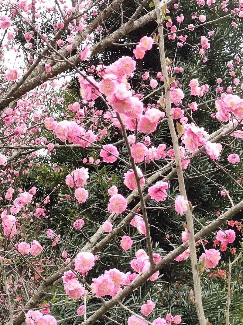红梅低分枝梅花树基地批发各种梅花规格齐全土球发货