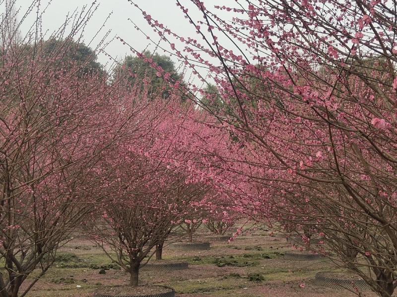 红梅低分枝梅花树基地批发各种梅花规格齐全土球发货