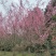 红梅低分枝梅花树基地批发各种梅花规格齐全土球发货