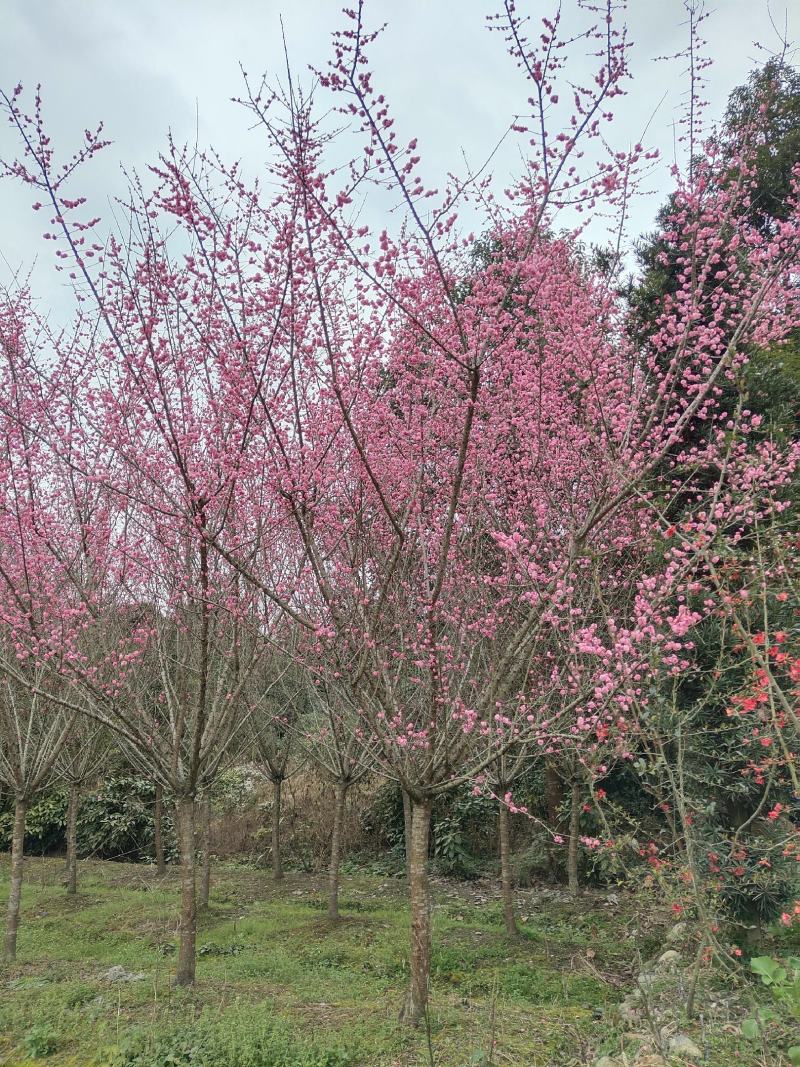 红梅低分枝梅花树基地批发各种梅花规格齐全土球发货