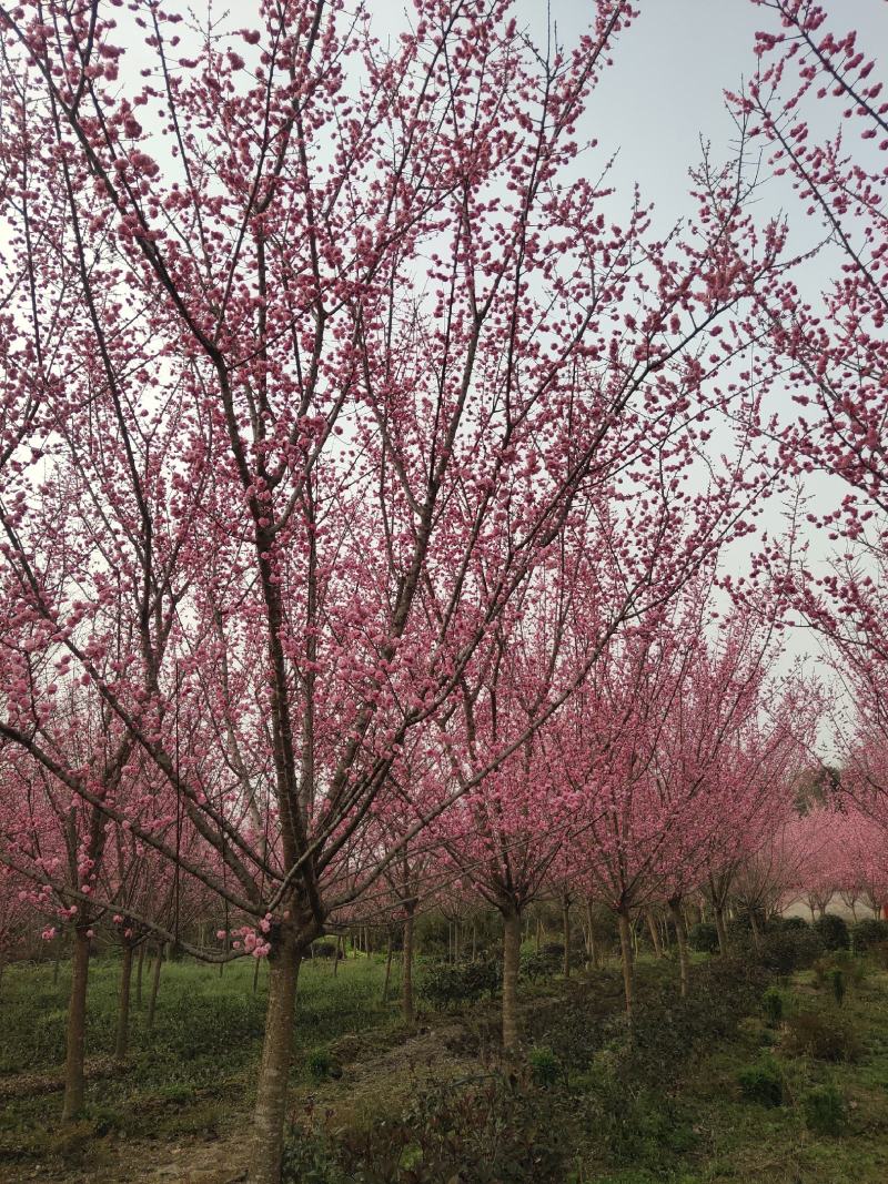 红梅低分枝梅花树基地批发各种梅花规格齐全土球发货