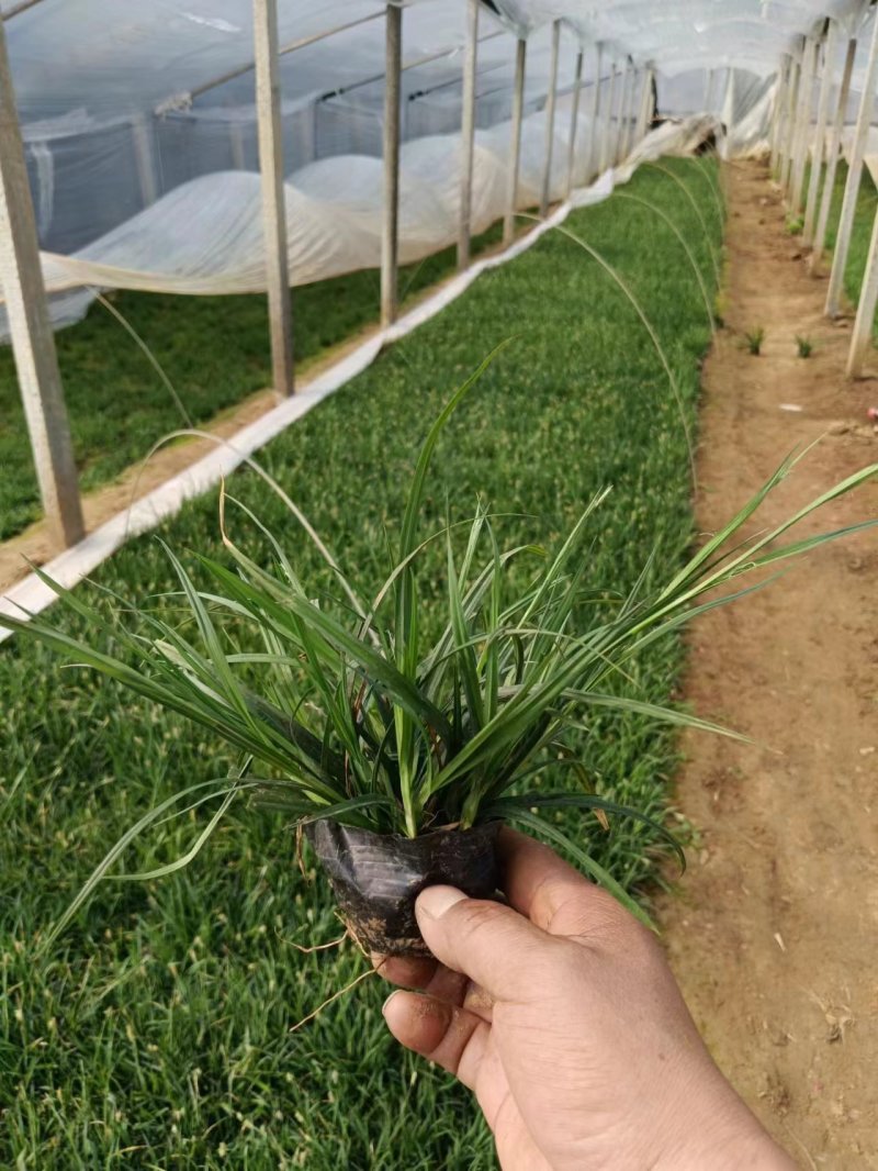 崂峪苔草