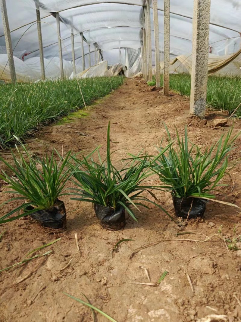 崂峪苔草