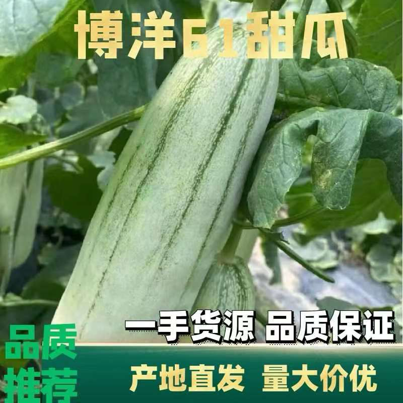 博洋61专业代收电商直供商超对接量大从优