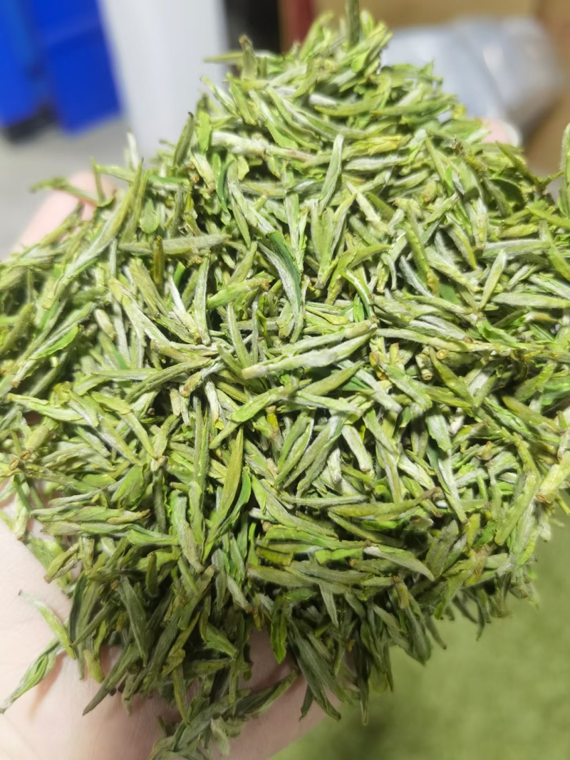 黄山毛峰黄山雀舌头采