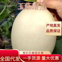 玉菇甜瓜产地直发货期长专业供应量大从优