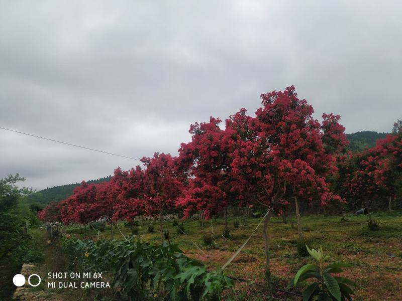 沂蒙山小叶紫薇