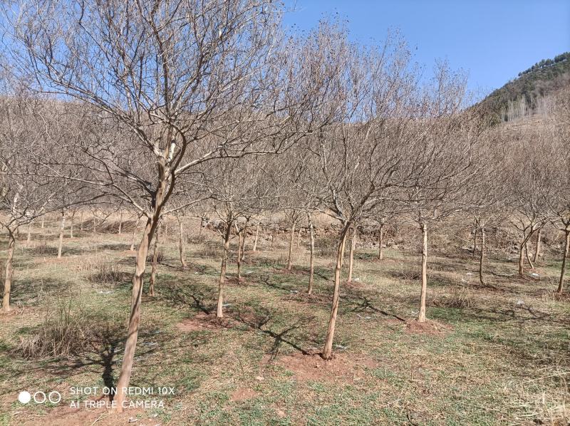 沂蒙山小叶紫薇