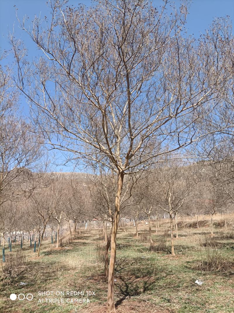 沂蒙山小叶紫薇