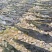 长岛大钦岛产地直销