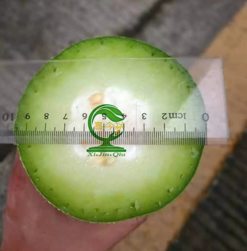 青玉987甜节瓜极早熟耐寒性好头尾匀称绿皮