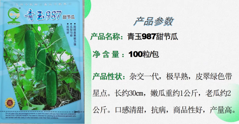 青玉987甜节瓜极早熟耐寒性好头尾匀称绿皮