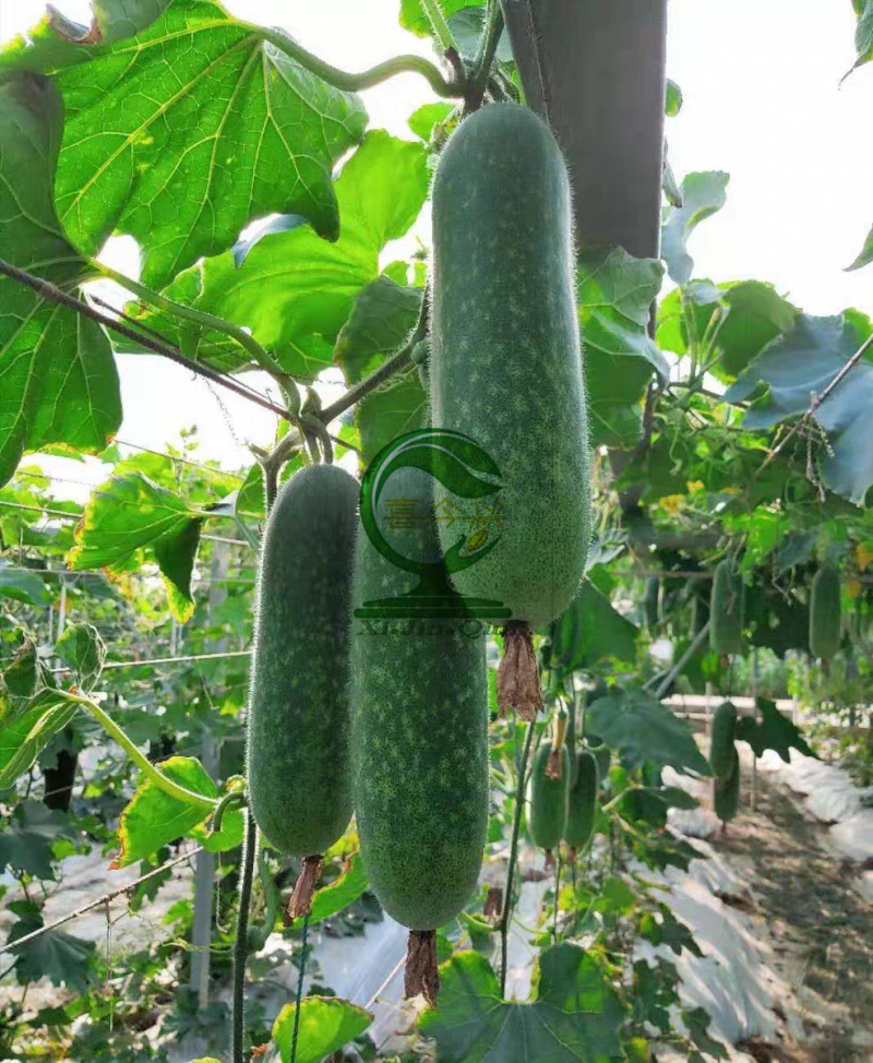 青玉987甜节瓜极早熟耐寒性好头尾匀称绿皮