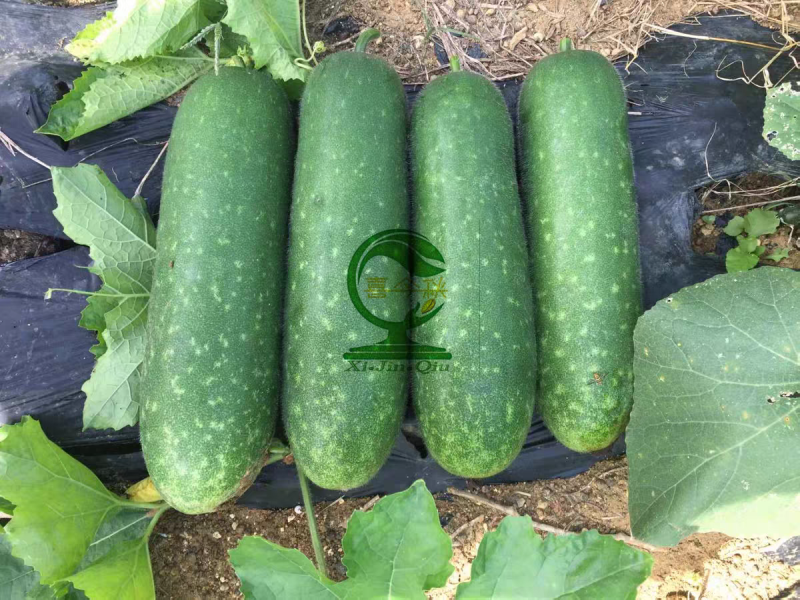 青玉987甜节瓜极早熟耐寒性好头尾匀称绿皮